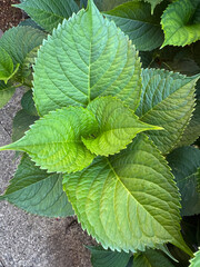 Hydrangea Macrophylla in a garden of Milan, Italy, at June
