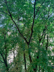 Hackberry trees in via Biondi at Milan, Italy