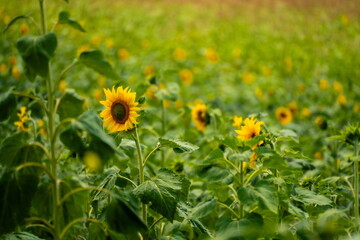 Field of sunflowers in Sakartvelo