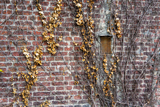 Old brick wall with dried ivy vines. Weathered red brick wall covered in dry, brown ivy vines and a small rusted vent, evoking decay and urban abandonment. - Powered by Adobe