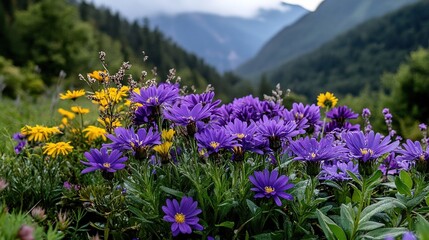   A field of purple and yellow flowers in front of a mountain range with a mountain range in the background