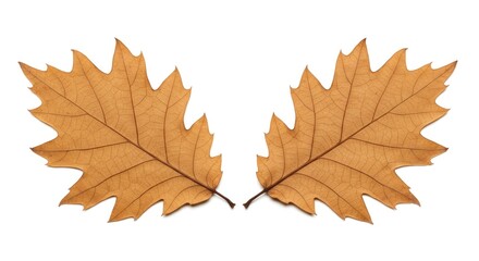 Fototapeta premium Two brown, intricately veined, oak leaves, each with a jagged edge, are symmetrically arranged against a clean white background