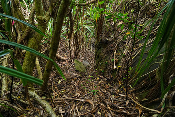 沖縄県_西表島_南風見田〜鹿川_クイラ渡り