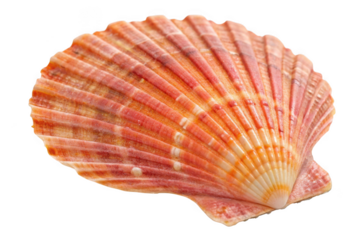 Orange scallop seashell isolated on transparent background