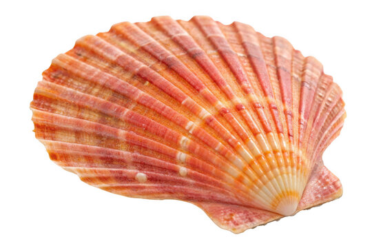 Orange scallop seashell isolated on transparent background
