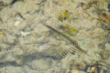 沖縄県_西表島_ヨウジウオ
