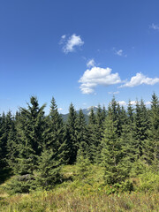 Fototapeta premium Coniferous forest stretches to the horizon on the hills. Bright summer sun