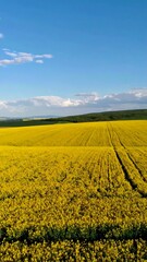 Obraz premium Yellow field under a blue sky