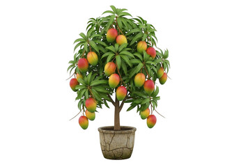 Mango tree with fruits in pot isolated on transparent background