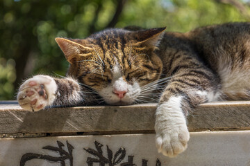 Stray Cat Resting in Eyup Cemetery, Istanbul