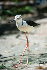 Black winged stilt with shiny eyes walking in the sand