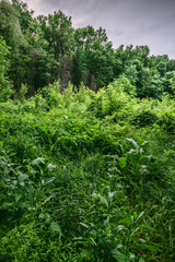 A panoramic view of rolling hills covered in a mixture of bright yellow and deep green grasses, with scattered bushes and trees under a dynamic blue and white sky.
