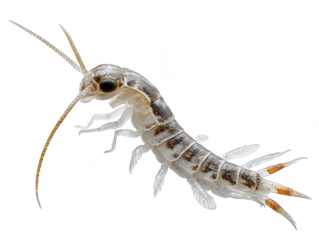 Detailed macro photograph of a pale freshwater shrimp with long antennae isolated on transparent background
