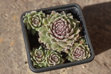 Sempervium Silver Thaw Rojnik