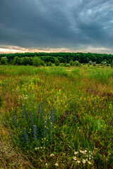Obraz premium A horizontal view of a vibrant green field with assorted wildflowers, a dense treeline on the horizon, and a stormy grey and white sky during a late afternoon.