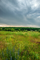 Fototapeta premium A wide shot of a blooming meadow in spring, with purple and yellow wildflowers in the foreground, under a brooding, overcast sky, bordered by a dark green forest line.