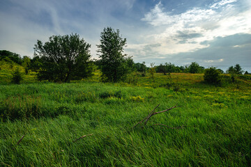  Lush green field in a hilly landscape under a dramatic cloudy sky, with two prominent trees and hints of yellow and white wildflowers scattered throughout the tall grass.