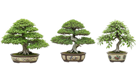 Three bonsai trees in pots isolated on transparent background