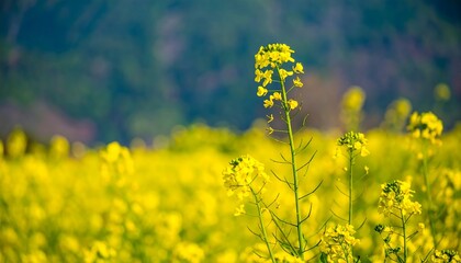 Yellow flowers in a field