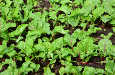Beetroot plants growing in garden background