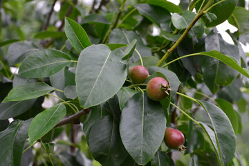 Pear Tree Branch with Young Fruit and Green Leaves