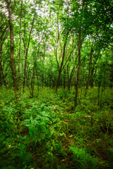 A vertical view of an enchanting forest floor covered in dense green plants and low-lying foliage, with tall, thin trees forming a natural canopy overhead in the soft light of a summer day.