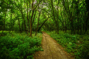 A wide, horizontal image of a serene dirt path passing through a dense forest of leafy green trees, with thick undergrowth and dappled sunlight filtering through the canopy.