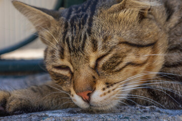 Stray Cat Resting on Stone in Eyup Sultan Mosque Istanbul