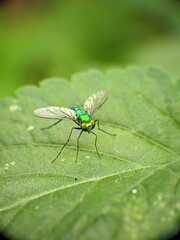 fly on leaf