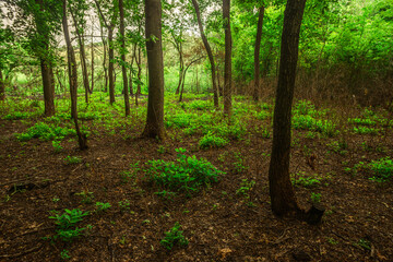 A wide, horizontal view of a tranquil forest scene with a floor covered in dry leaves and patches of bright green plants, surrounded by tall trees in the soft light of a cloudy day.