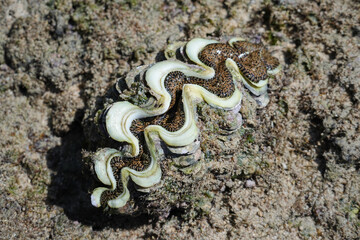 沖縄県_西表島_ 崎山湾_シャコガイ