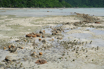 沖縄県_西表島_ 崎山湾