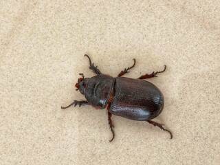 beetle on the ground