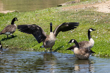 Active Geese in flight over the lake landing in the water while others eat bread from the ground