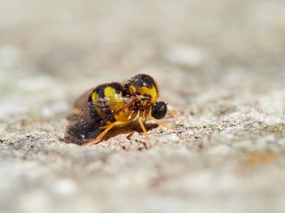 Humpback Flies. Family Acroceridae. Cyrtus gibbus
