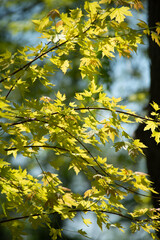 A close-up, detailed shot of bright green and yellow maple leaves on a branch, illuminated by the sun, with a soft, blurred background, highlighting the delicate textures and colors of late spring or 