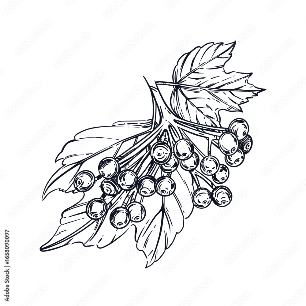 Aufkleber vector composition of berries and leaves of the viburnum shrub. all objects are hand-drawn in ink co