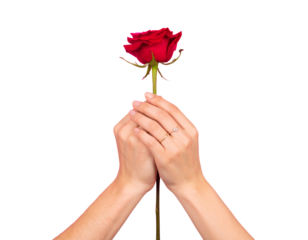  Couple Hands Holding Rose Together with Love You Neon Text, Transparent PNG 