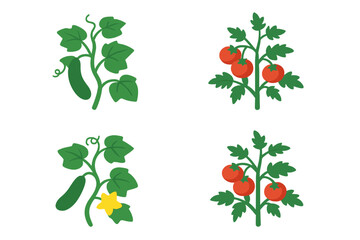 Vegetable garden plants vector icons set. Isometric flat illustrations of cucumber vine with leaves and flower, tomato plant with ripe fruit. Farming, agriculture, food crop, garden botanical concept.