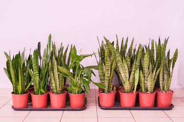 Snake plant and peace lily houseplant, also known as mother in law tongue plant, with green...