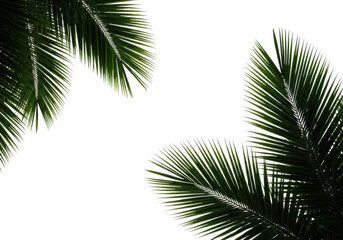 Fototapeta premium Closeup of lush green palm leaves against a clean transparent background, perfect for tropical or summer themes