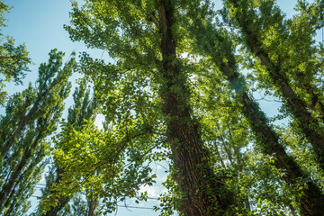 Looking up at the canopy of tall, verdant trees with sun-dappled leaves and thick, textured trunks,...
