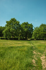 A vibrant green field with tall grass and a winding dirt path, leading towards a row of large, old trees with thick canopies under a clear, cloudless blue sky during the bright summer afternoon.