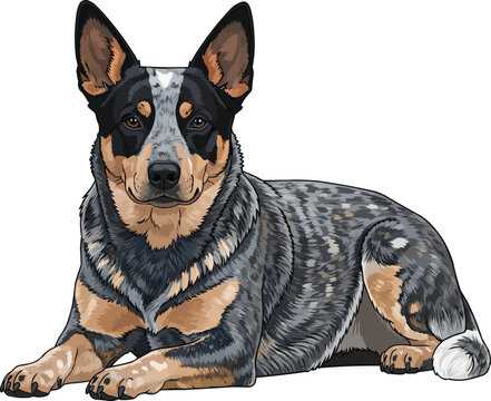 Australian Cattle Dog lying down facing front vector illustration 