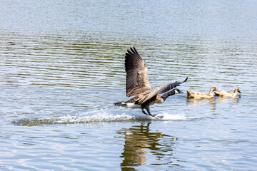 Active Geese in flight over the lake landing in the water while others eat bread from the ground