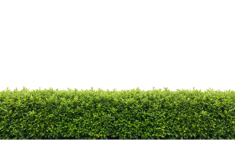 Green hedge isolated on transparent background