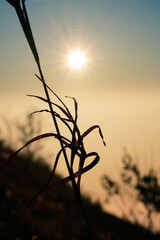 Sunrise in the field