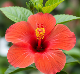 red hibiscus flower in garden