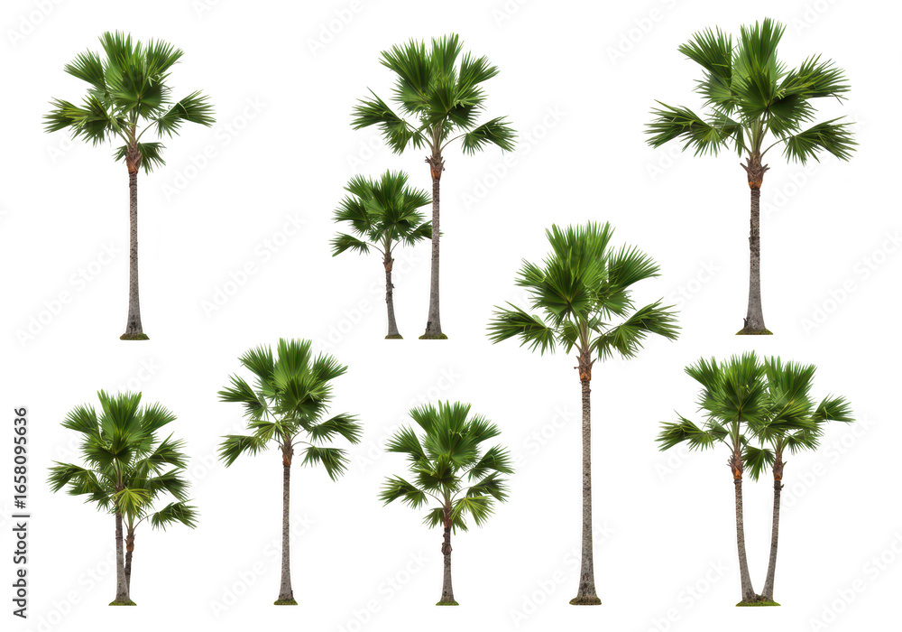 Poster collection of eight different palm trees isolated on transparent background