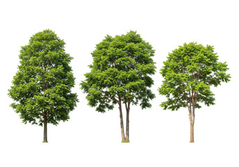 Obraz premium Three healthy green trees with dense leaves and strong trunks, standing tall and isolated on a transparent background
